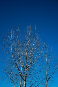 Árbol de invierno